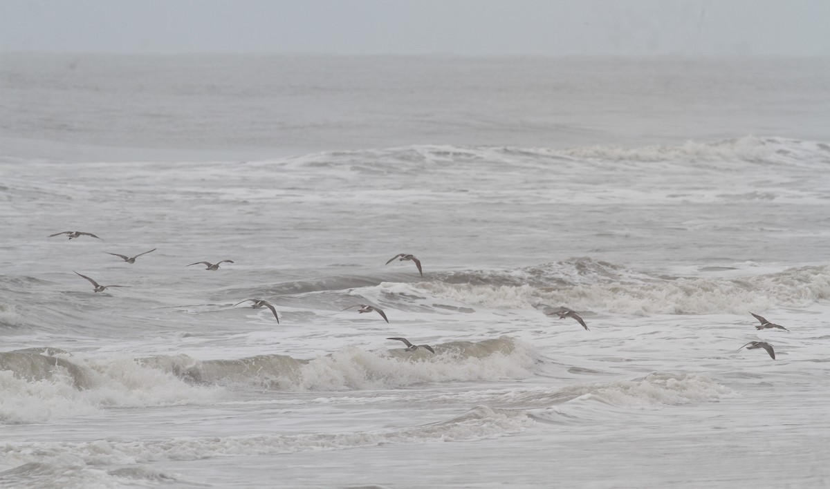 Whimbrel (White-rumped) - ML380377071