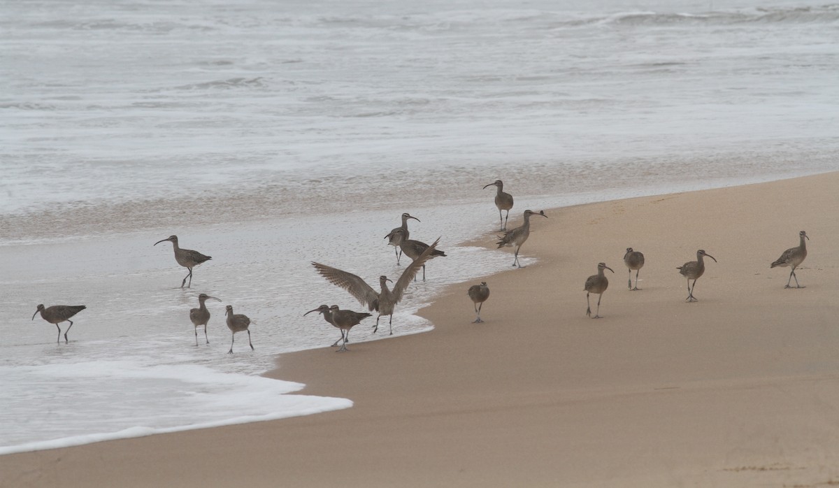 Whimbrel (White-rumped) - ML380377221