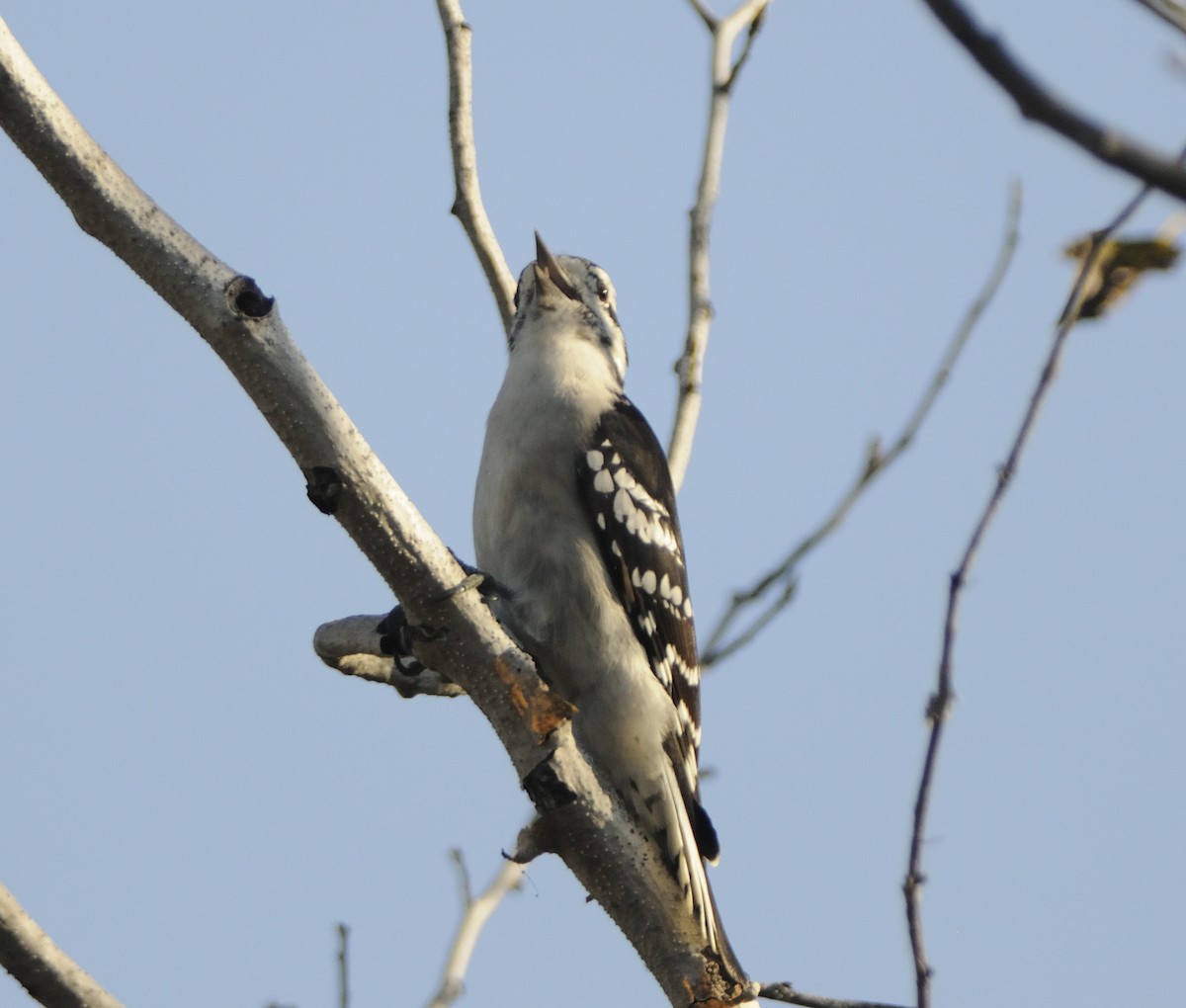 Downy Woodpecker - ML380382311