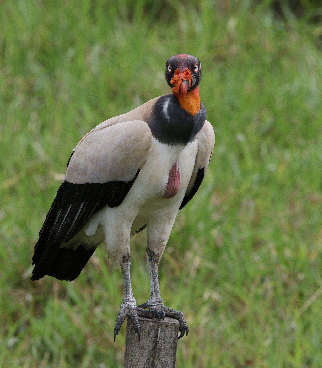 King Vulture - ML38038281