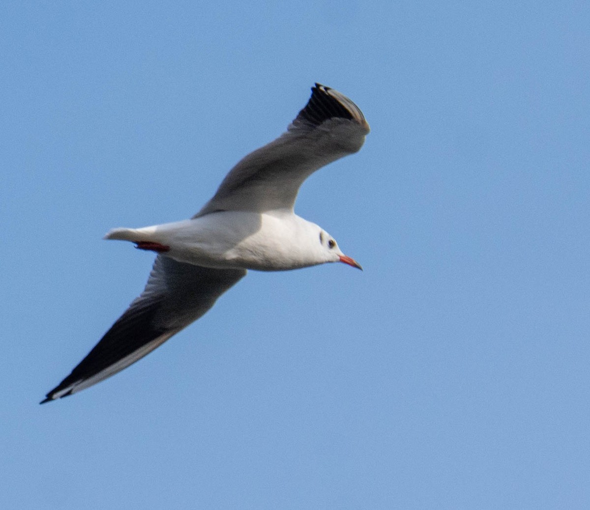 Black-headed Gull - ML380383271