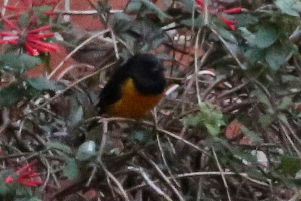Black-vented Oriole - ML380384431