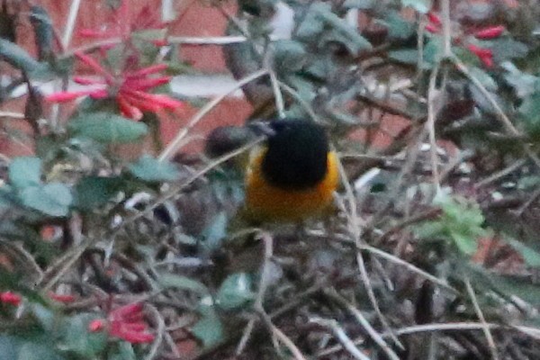 Black-vented Oriole - ML380384441