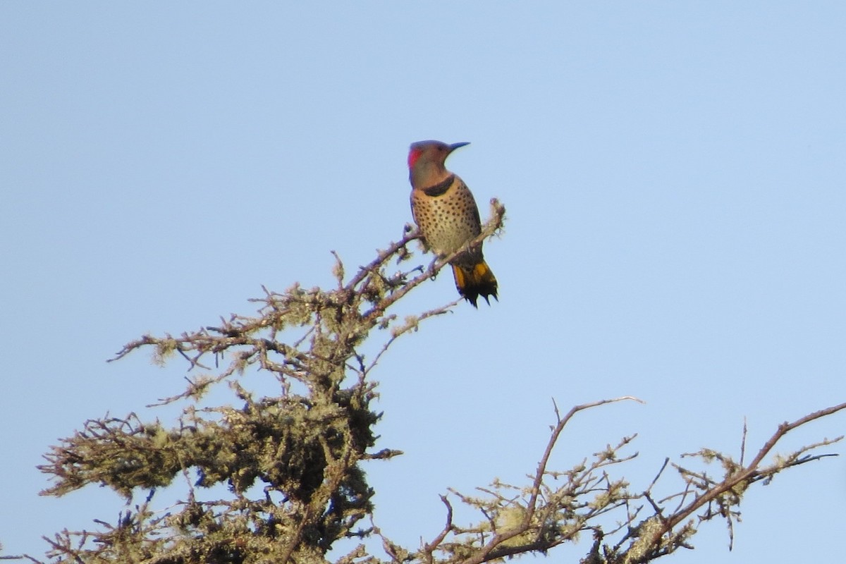 Northern Flicker - Pat McKay