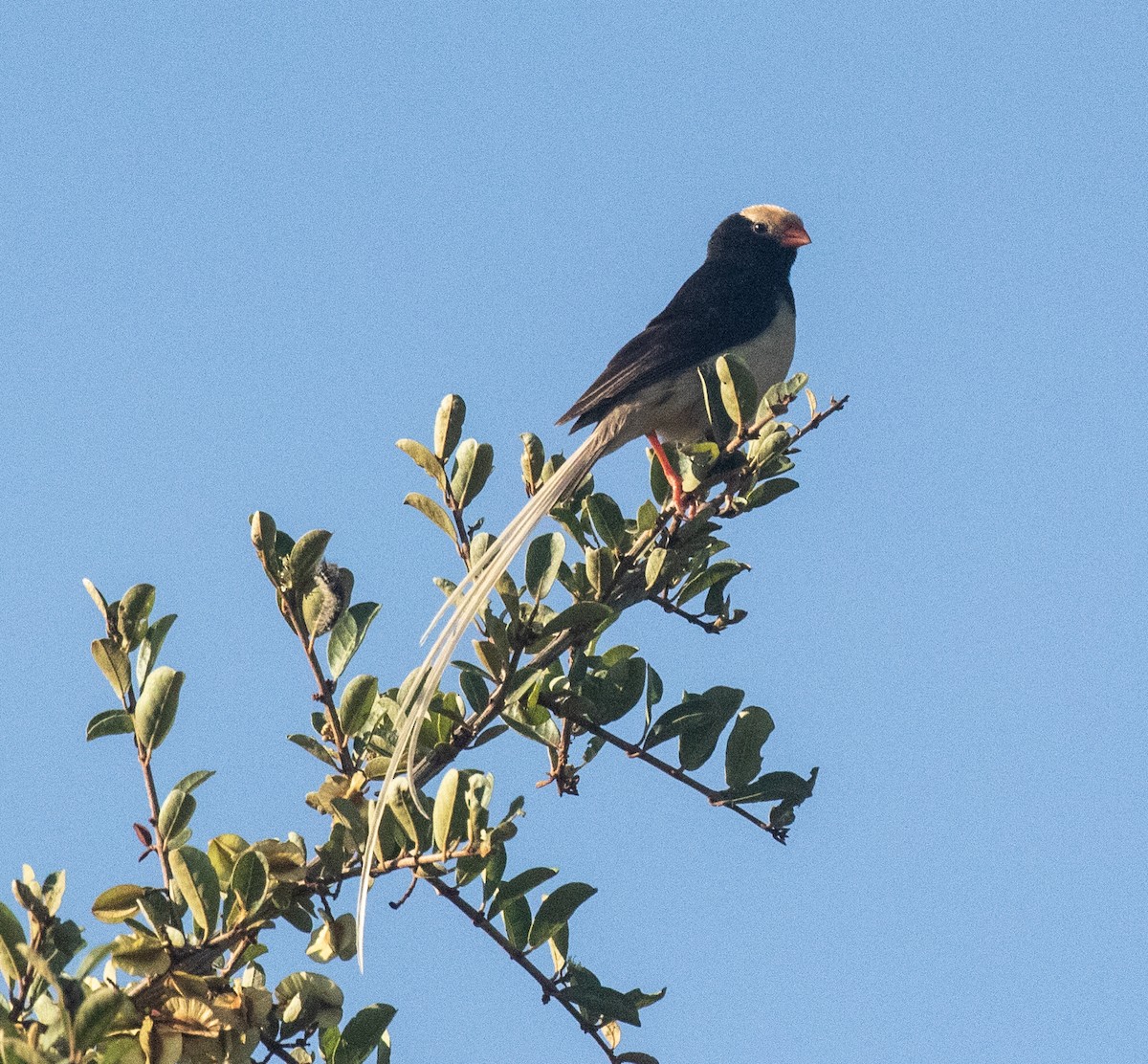 Straw-tailed Whydah - ML380385821