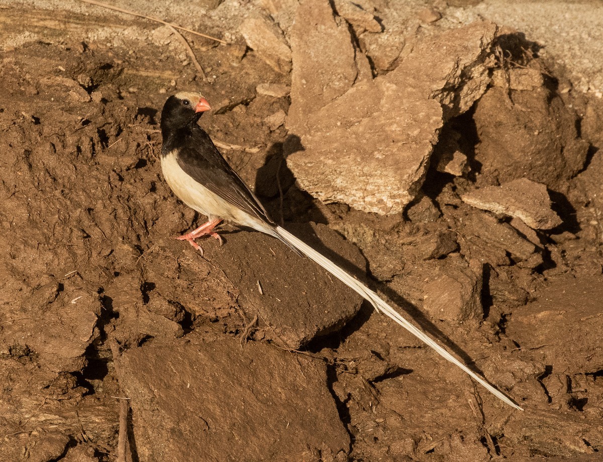 Straw-tailed Whydah - ML380385831
