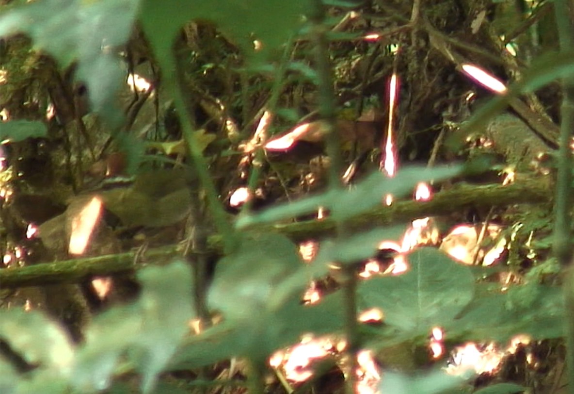 コビトサザイモドキ - ML380385931