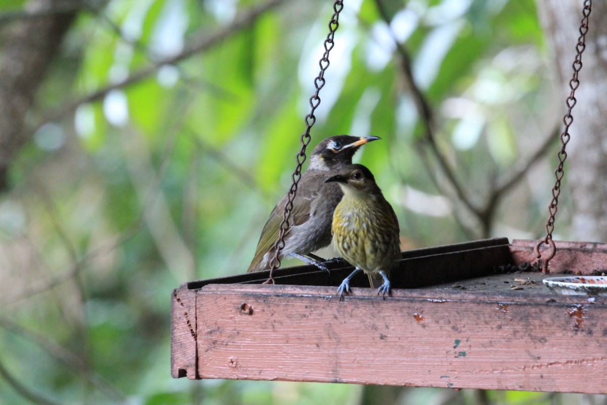 Bridled Honeyeater - ML38038701