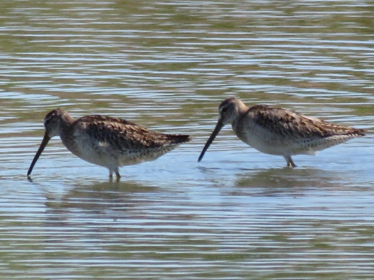 Short-billed Dowitcher - ML380390451