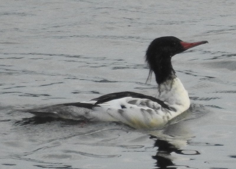 Common Merganser - ML380391771