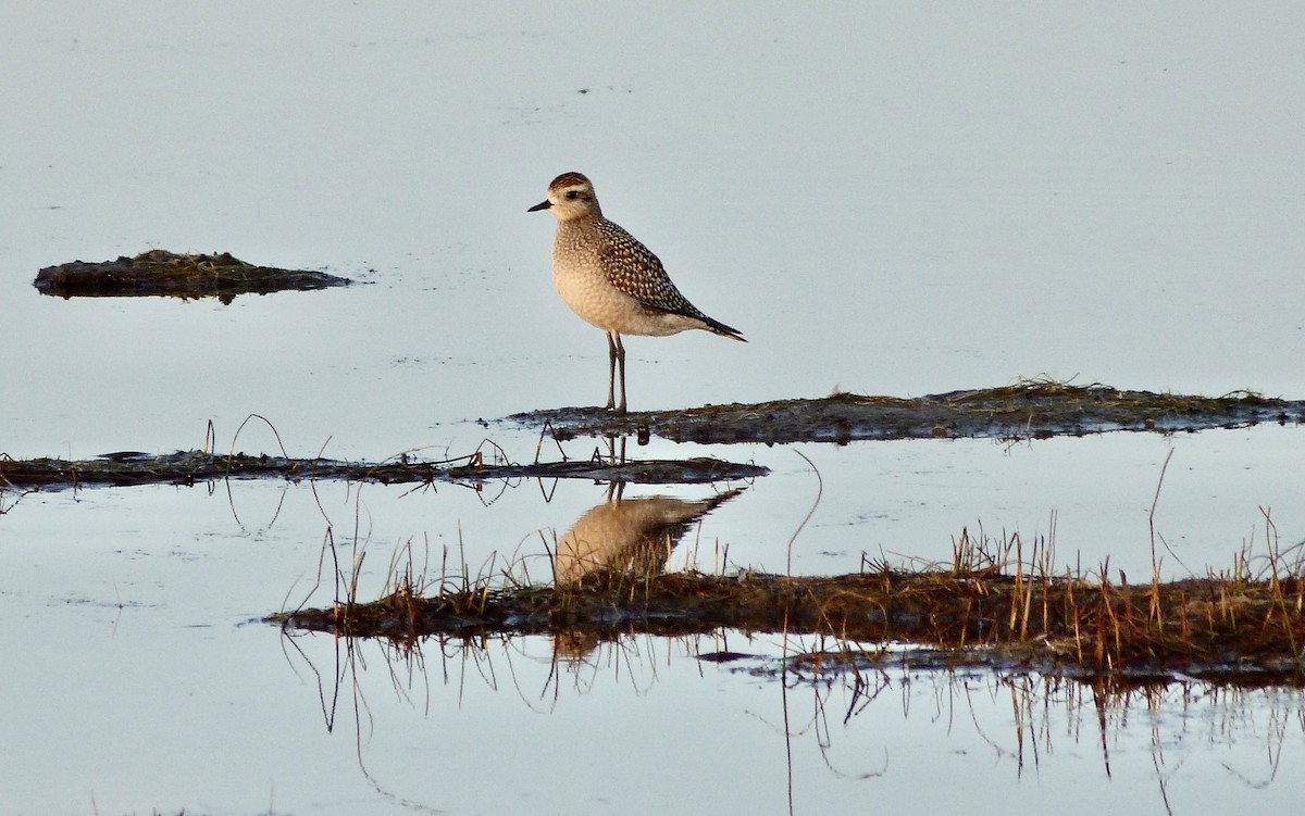 American Golden-Plover - ML380393621