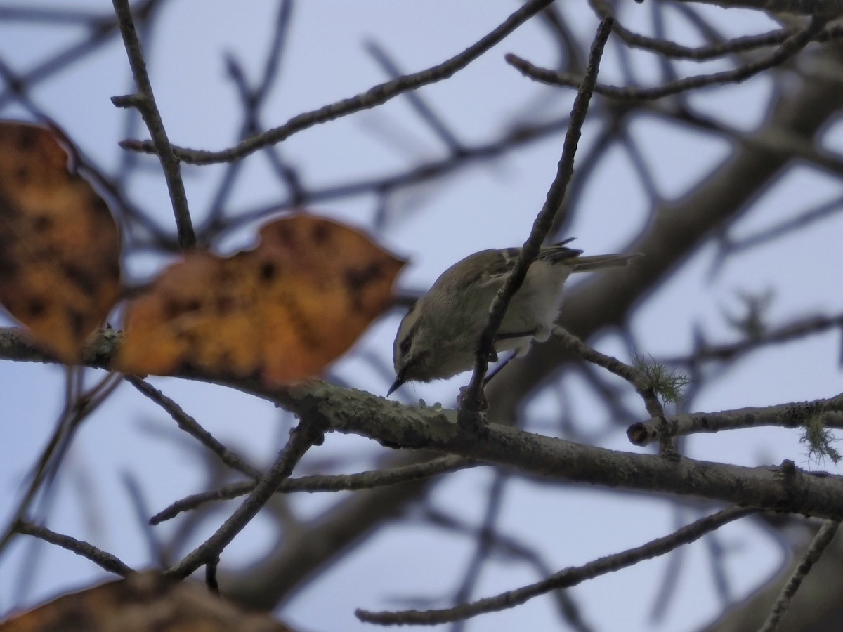 Golden-crowned Kinglet - ML380394751