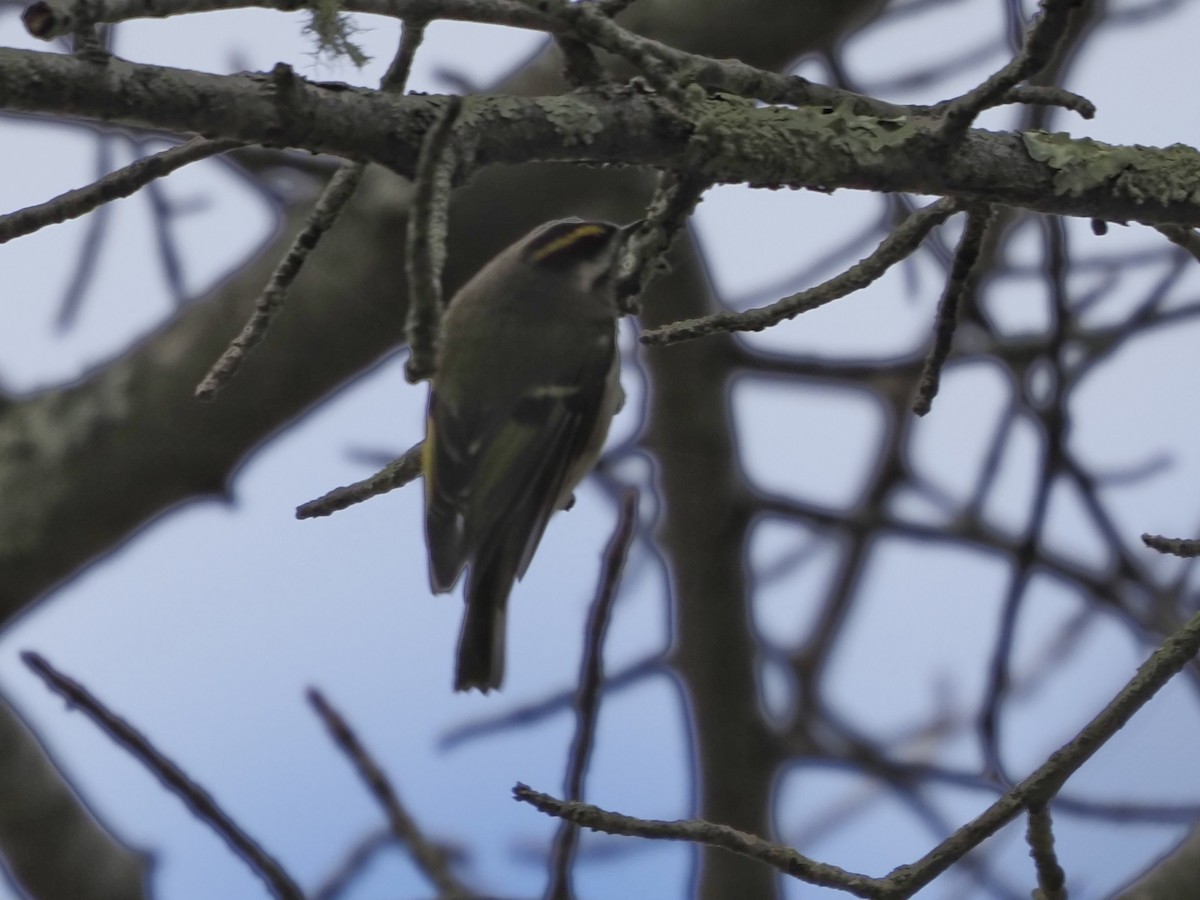 Golden-crowned Kinglet - Dina Perry