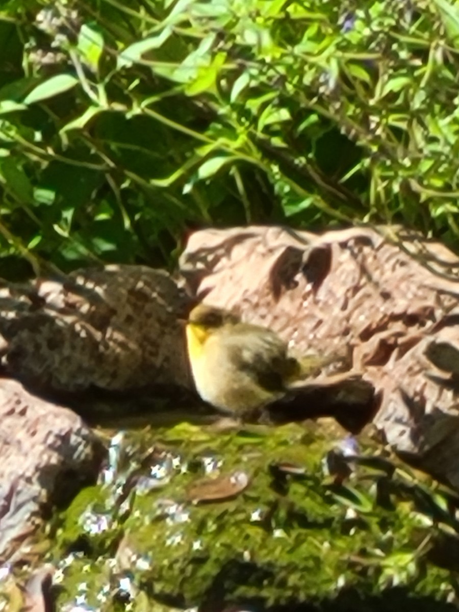 Common Yellowthroat - ML380394991