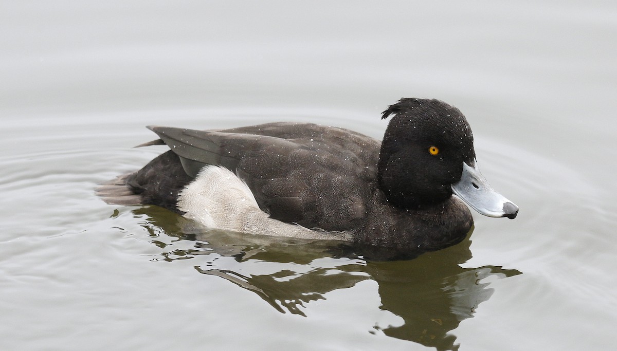 Tufted Duck - Charles Fitzpatrick