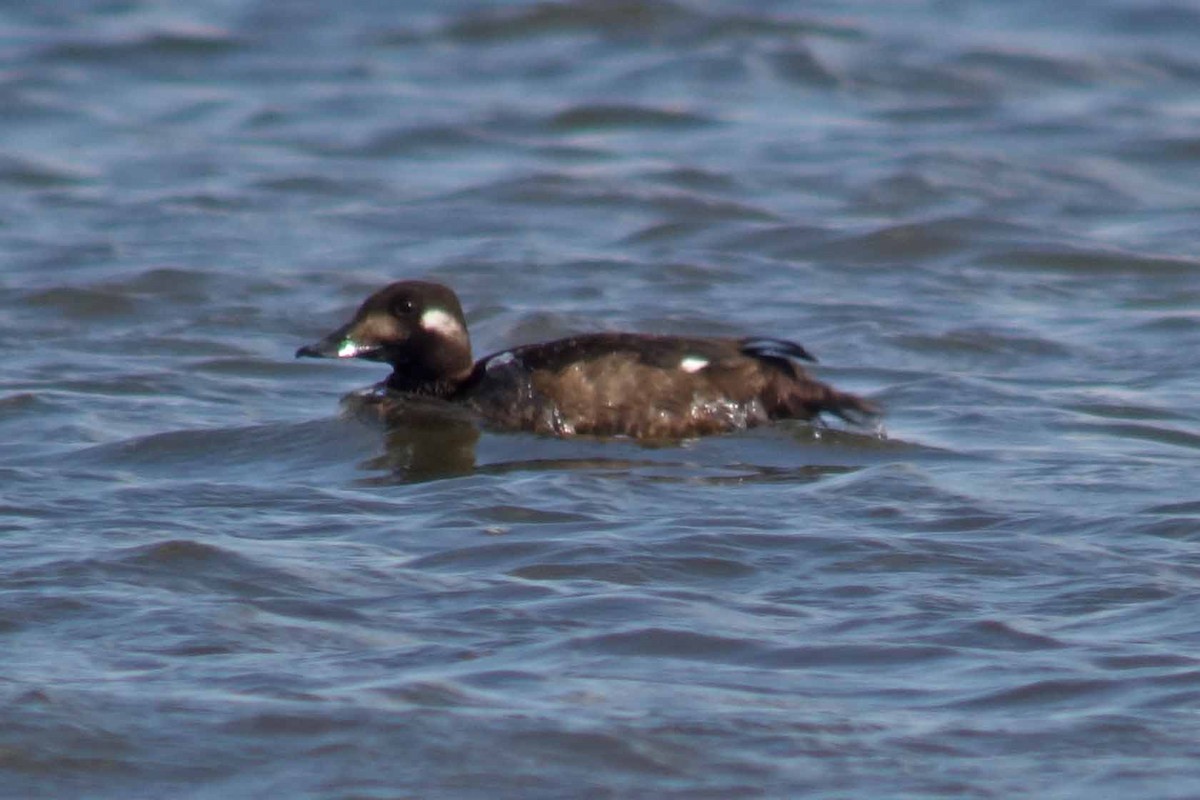 White-winged Scoter - ML38039651