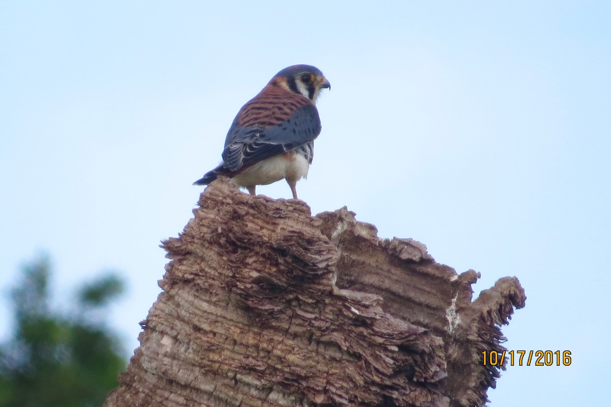 American Kestrel - ML38039821