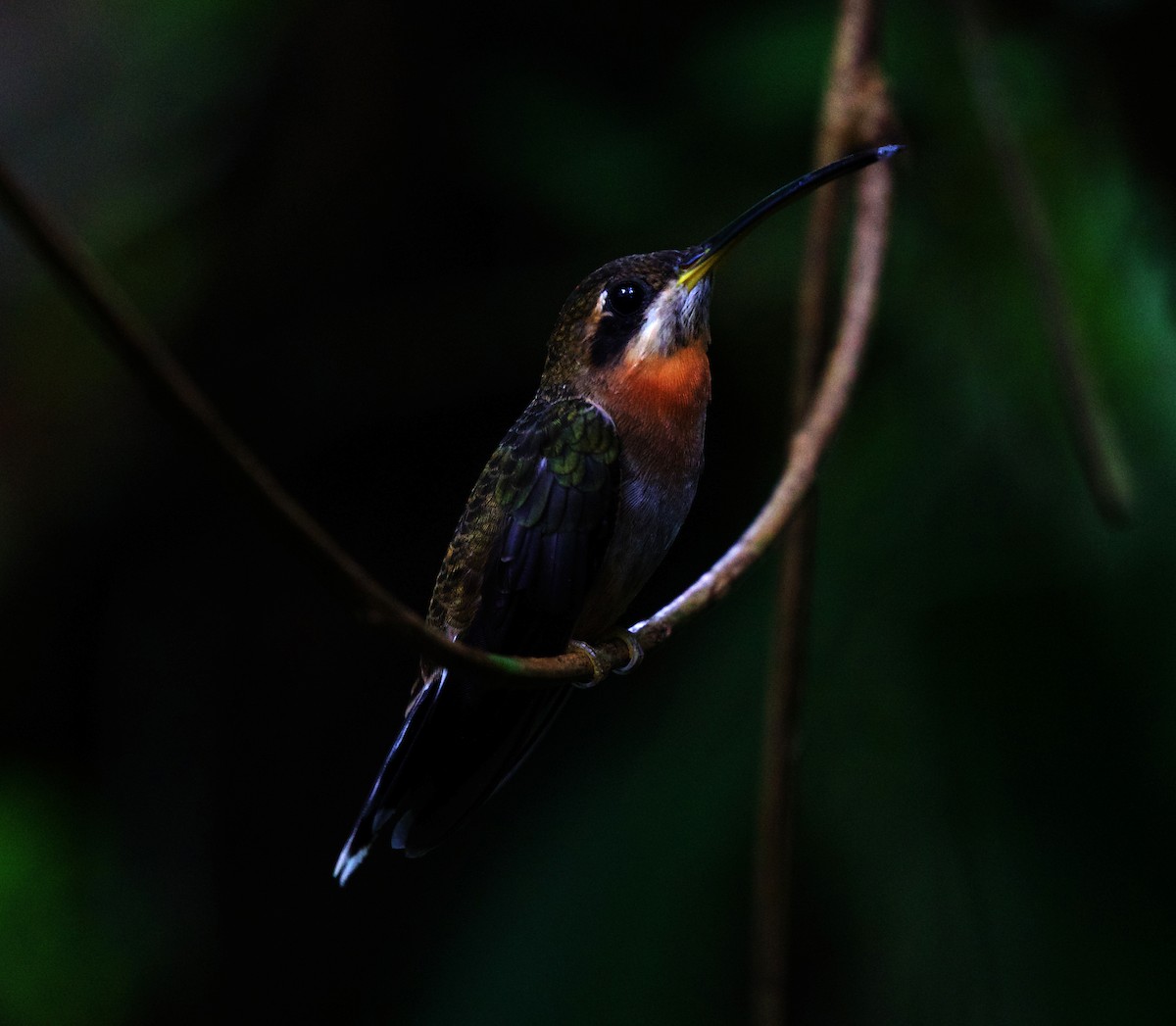 Band-tailed Barbthroat - David Ascanio