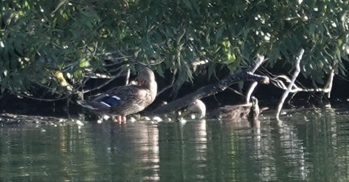 Mottled Duck - ML380399781