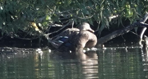 Mottled Duck - ML380399821