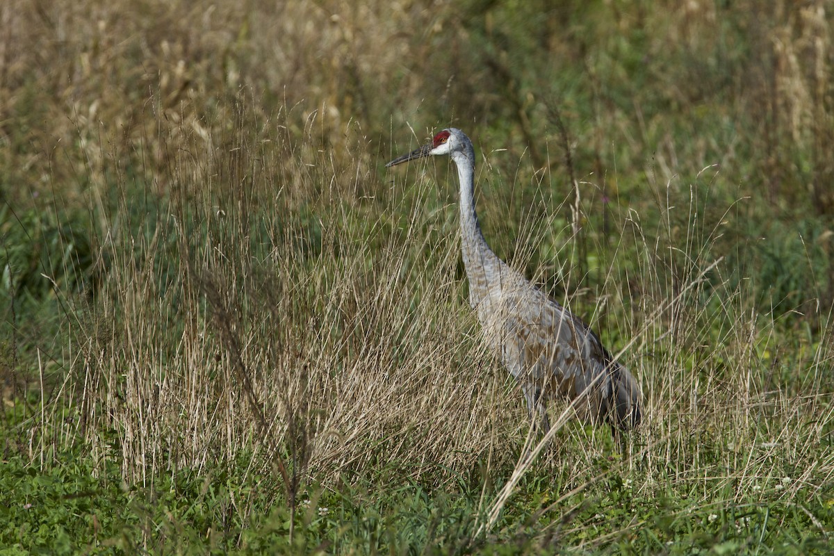 Sandhill Crane - ML380400151