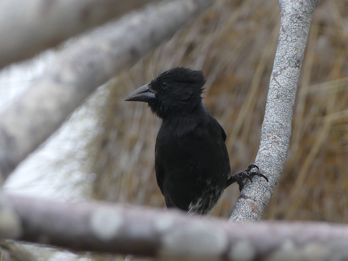 Common Cactus-Finch - ML380401161