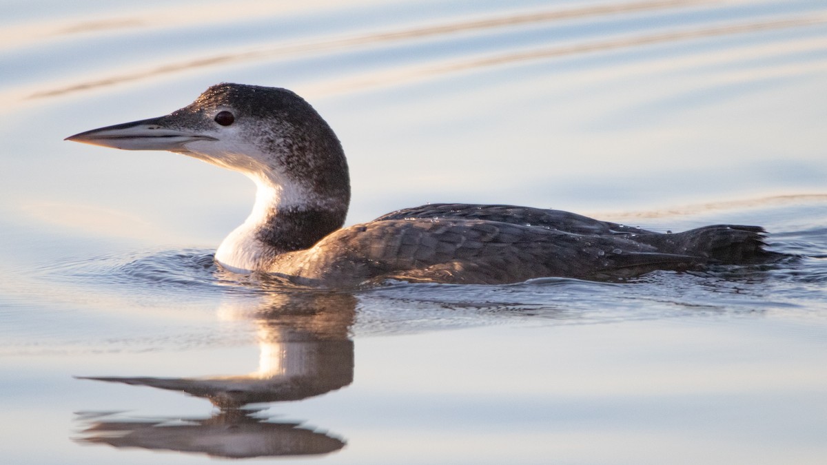 Common Loon - Arthur Mercado