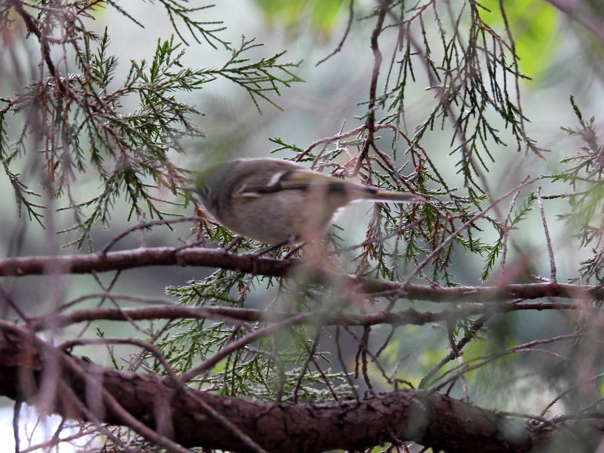 Golden-crowned Kinglet - ML380403981