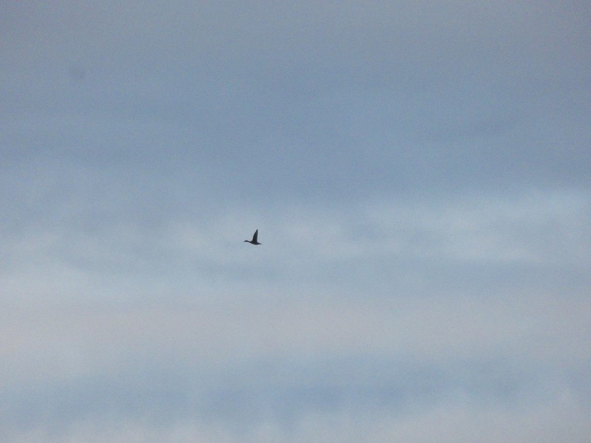 Northern Pintail - ML380404101