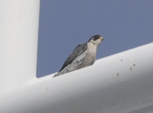 Peregrine Falcon - ML380406451