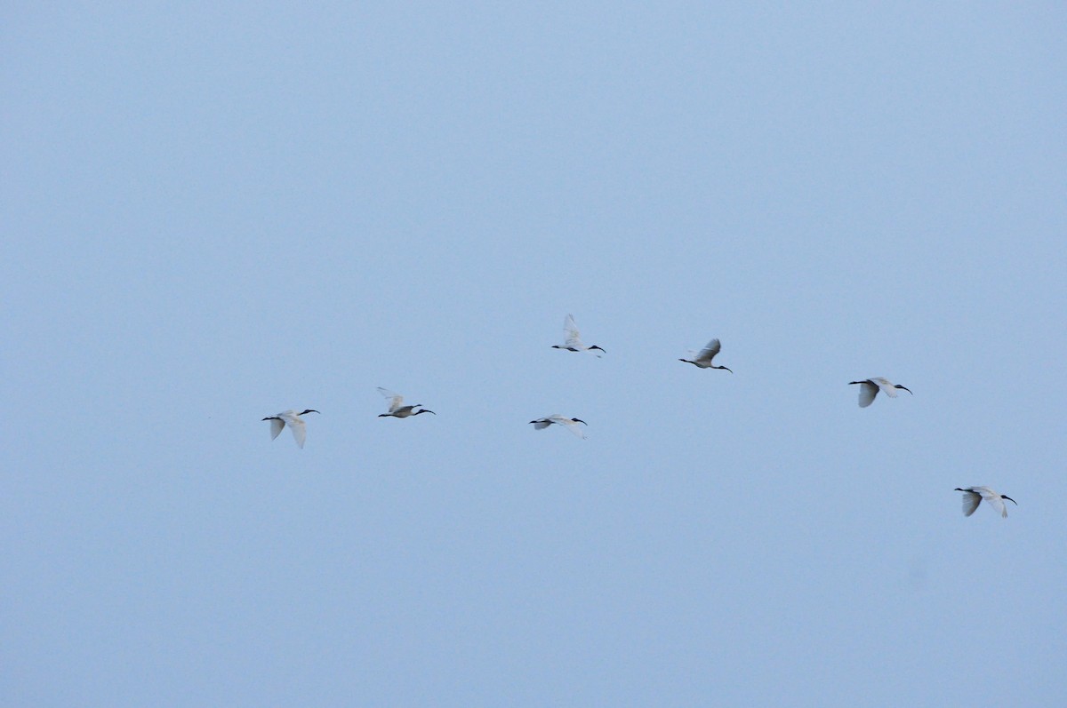 Black-headed Ibis - ML380406681