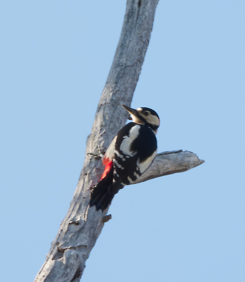 Great Spotted Woodpecker - ML380407021