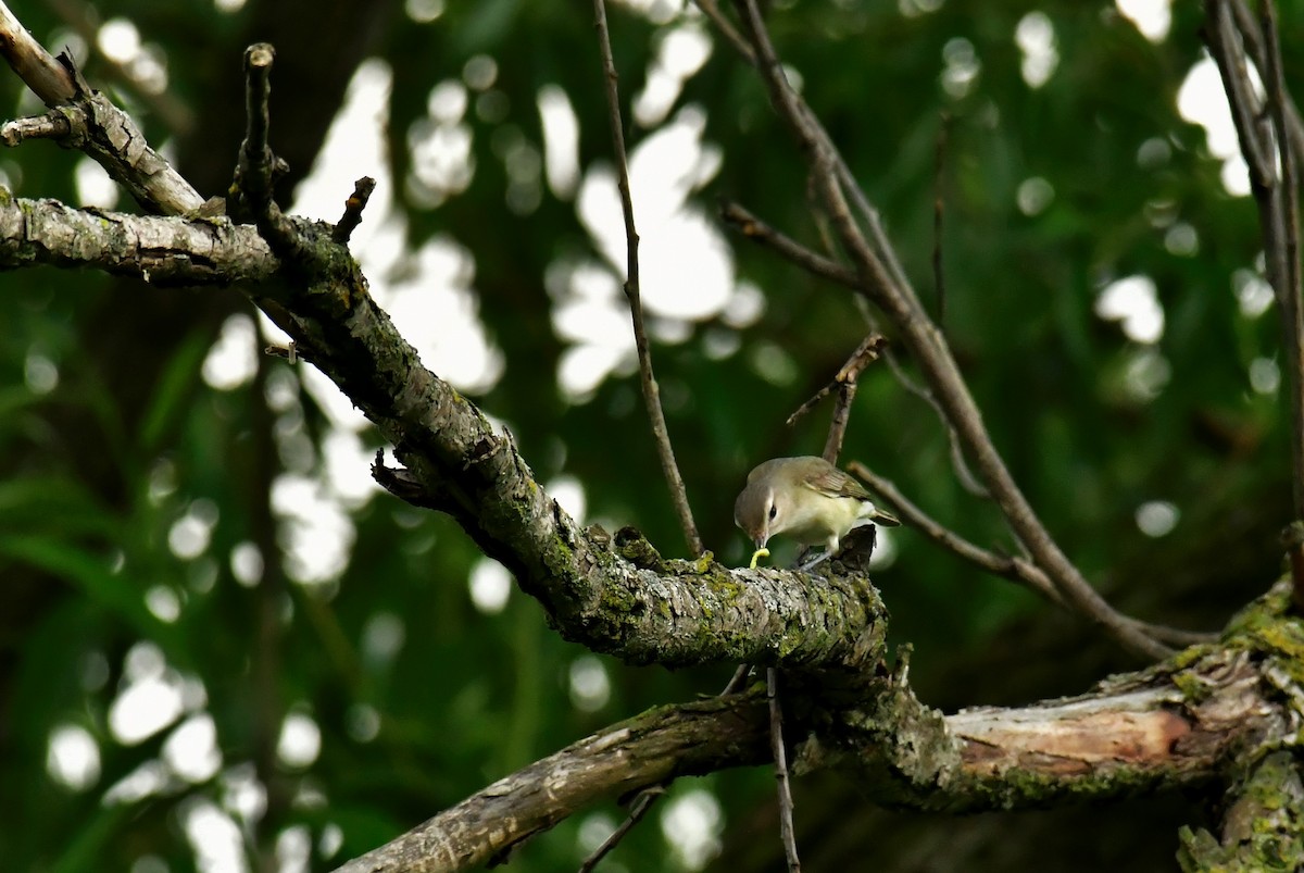 Warbling Vireo - ML380408531