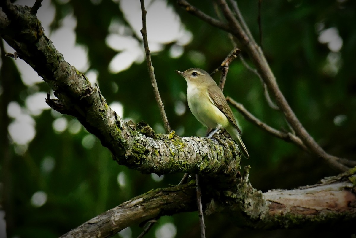 Warbling Vireo - ML380409331