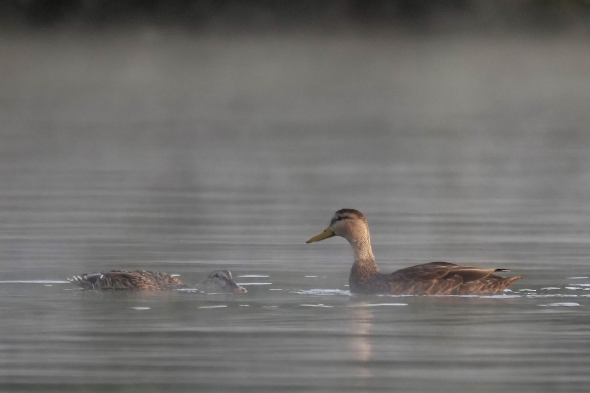 Mottled Duck - ML380409441