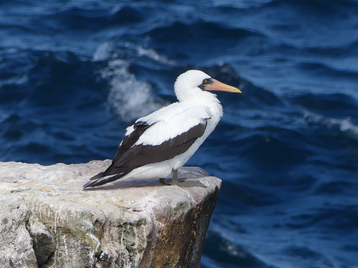 Nazca Booby - ML380410361