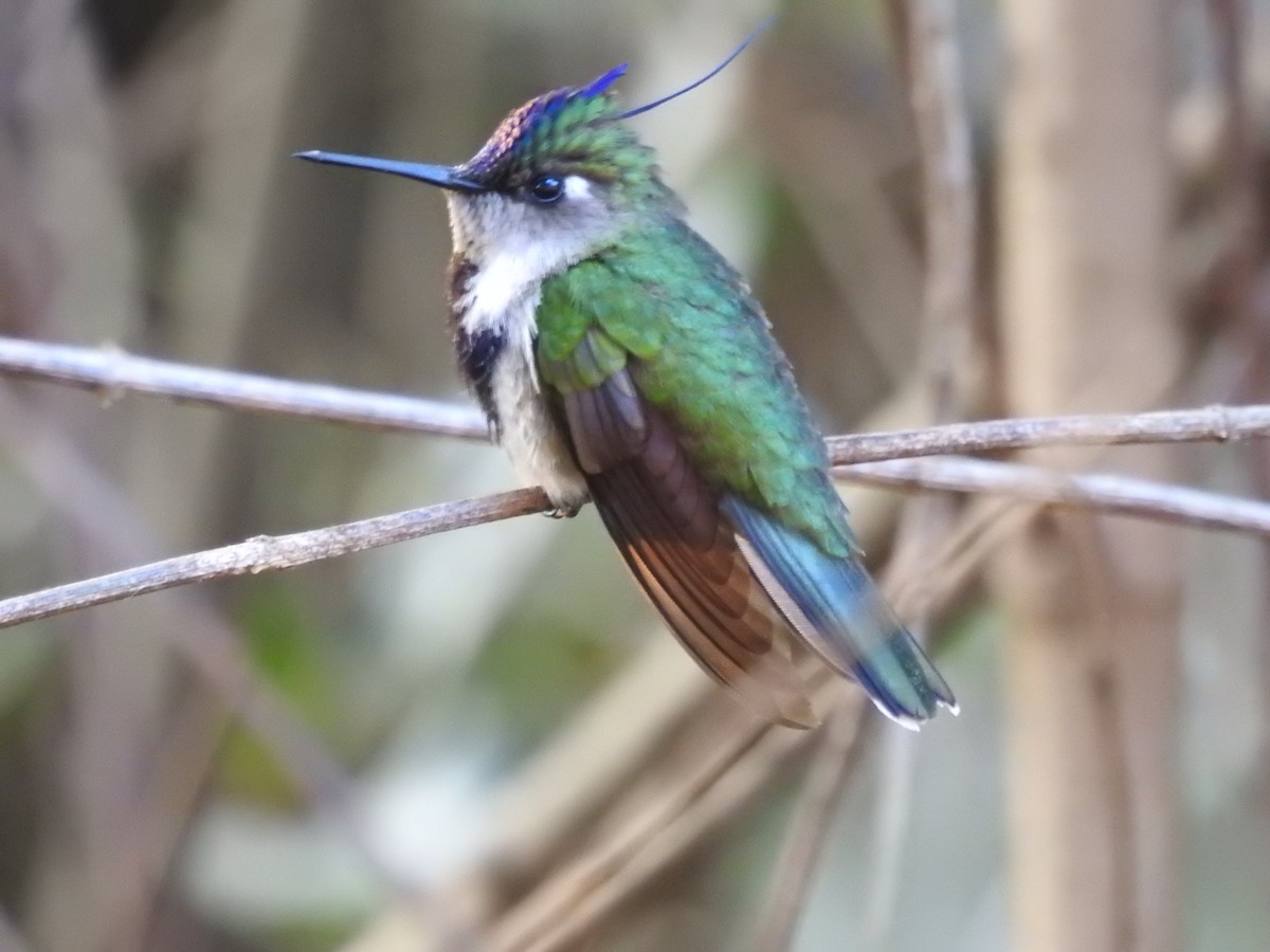 kolibřík paraguayský - ML380411171
