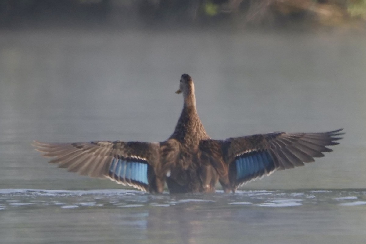 Mottled Duck - ML380411731