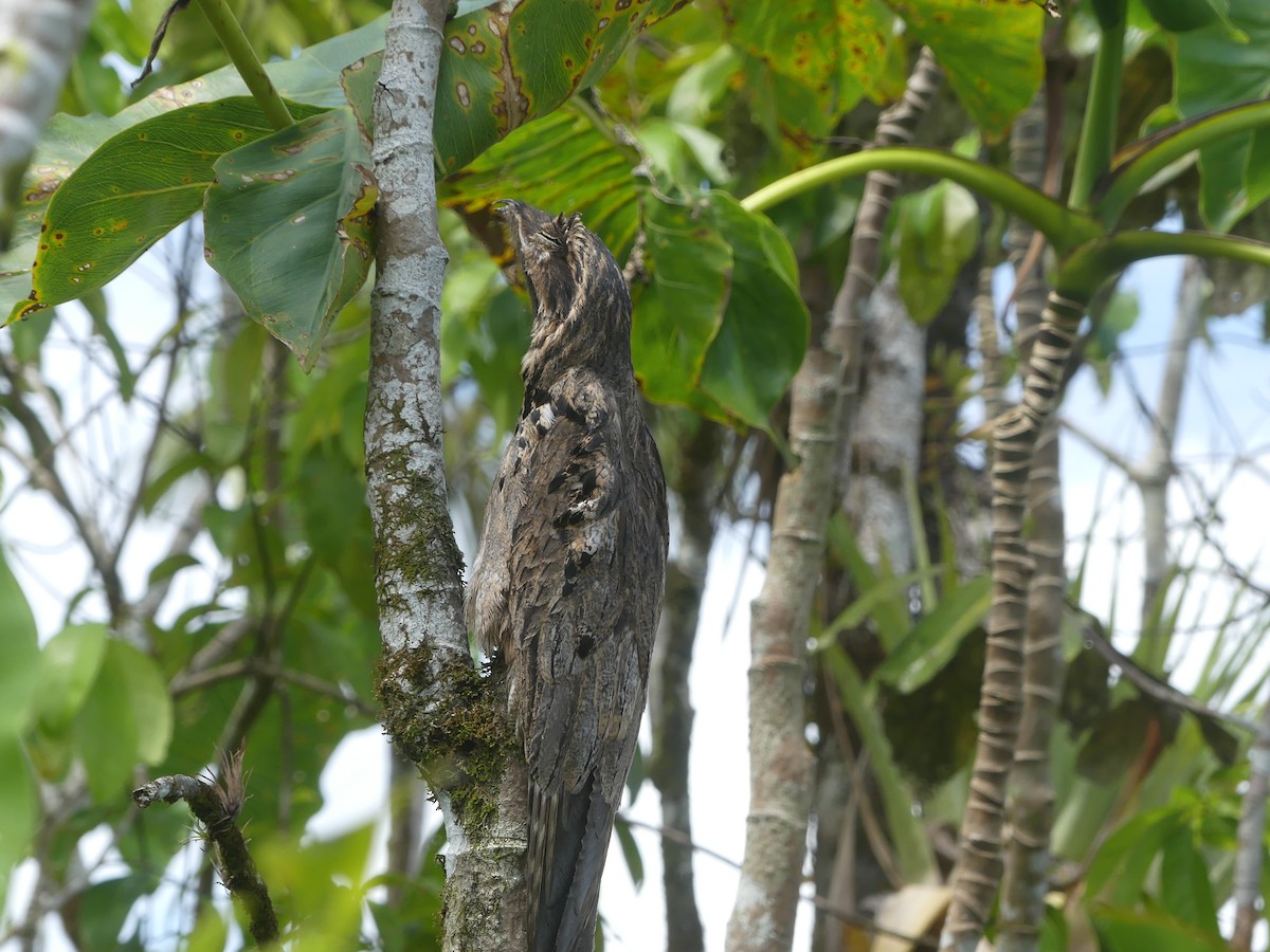 Common Potoo - ML380411851