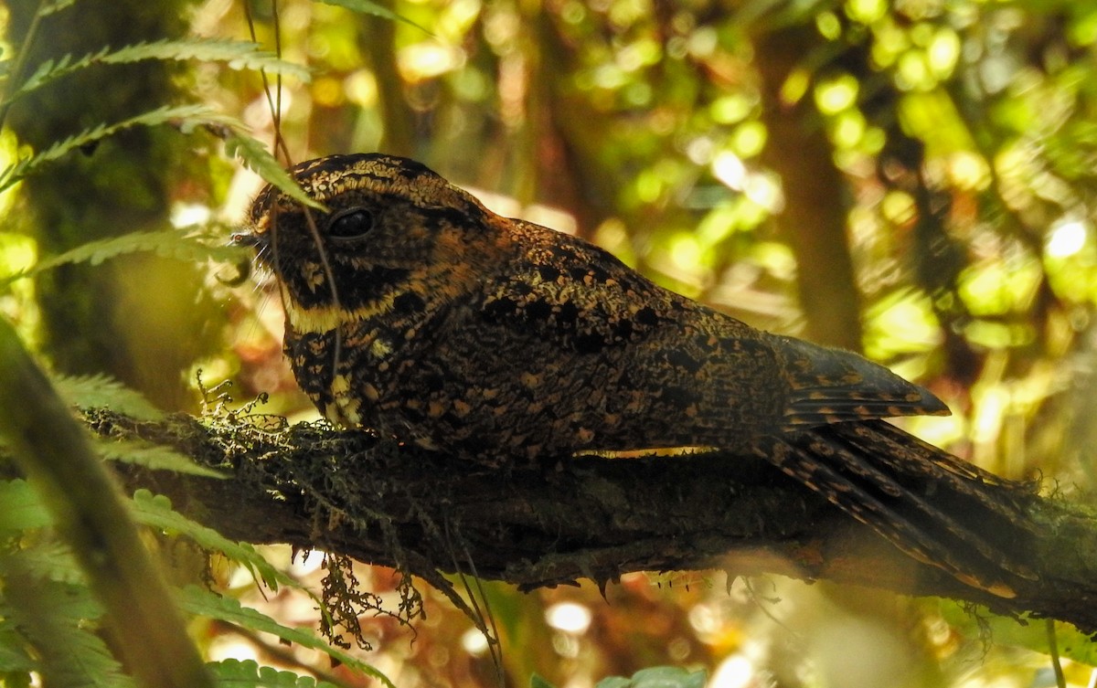 Silky-tailed Nightjar - ML380412971