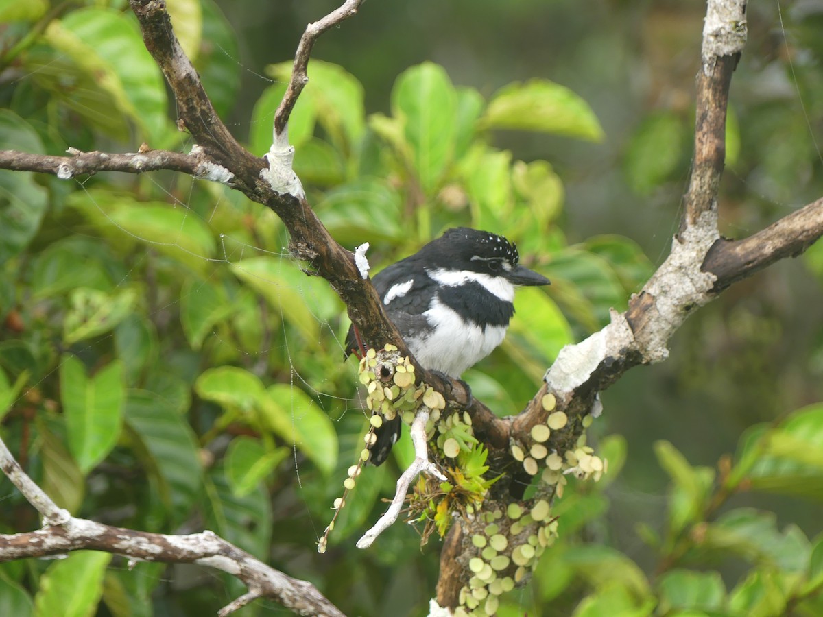 Pied Puffbird - ML380414291