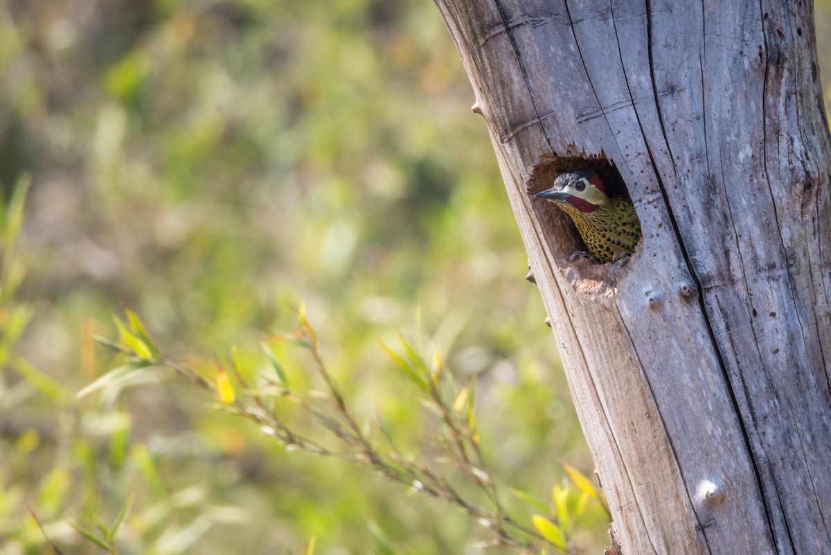 Green-barred Woodpecker - ML380414471