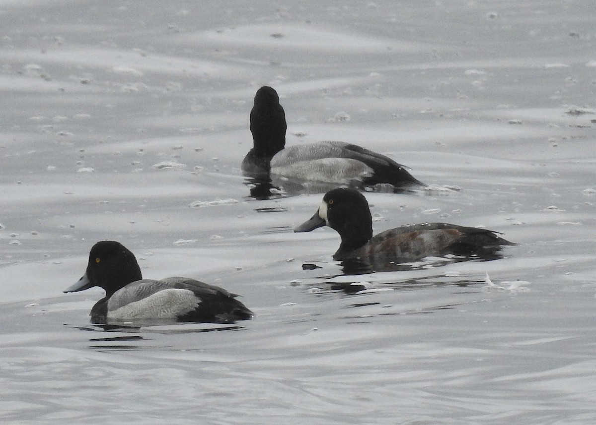 Greater Scaup - Mark Smiles