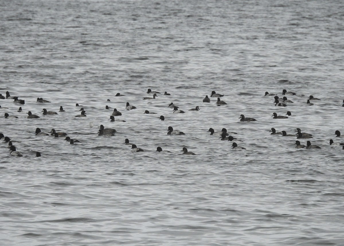 Greater Scaup - Mark Smiles