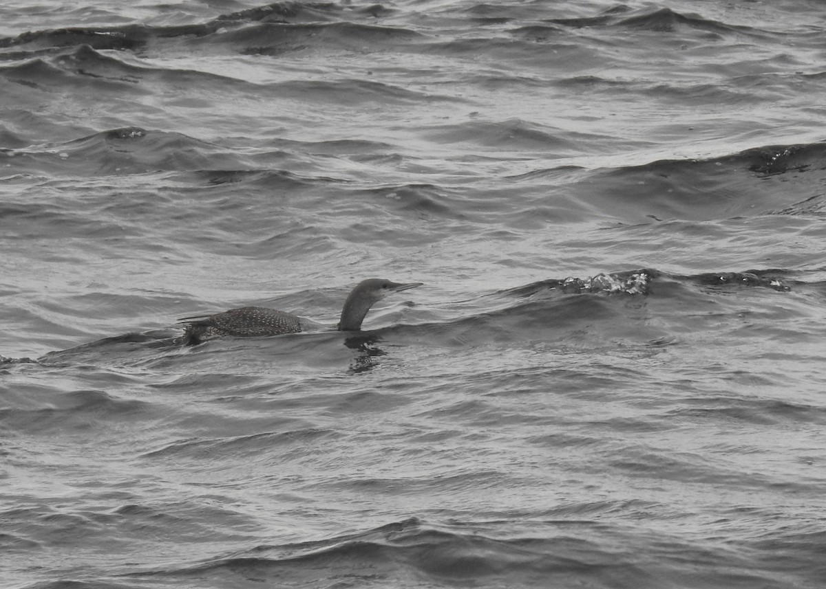 Red-throated Loon - Mark Smiles