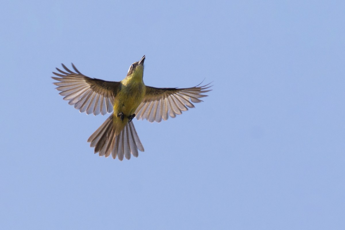 Three-striped Flycatcher - ML380415471