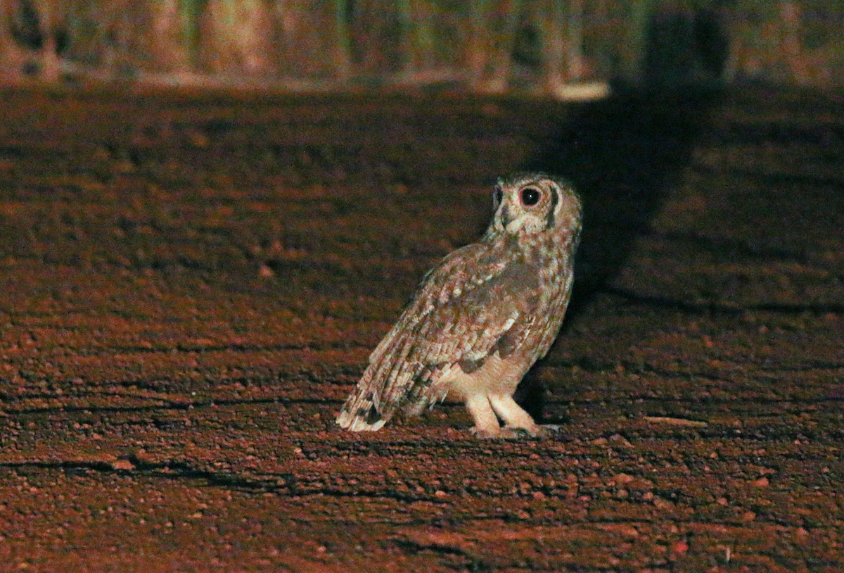 Búho Ceniciento - ML380415791