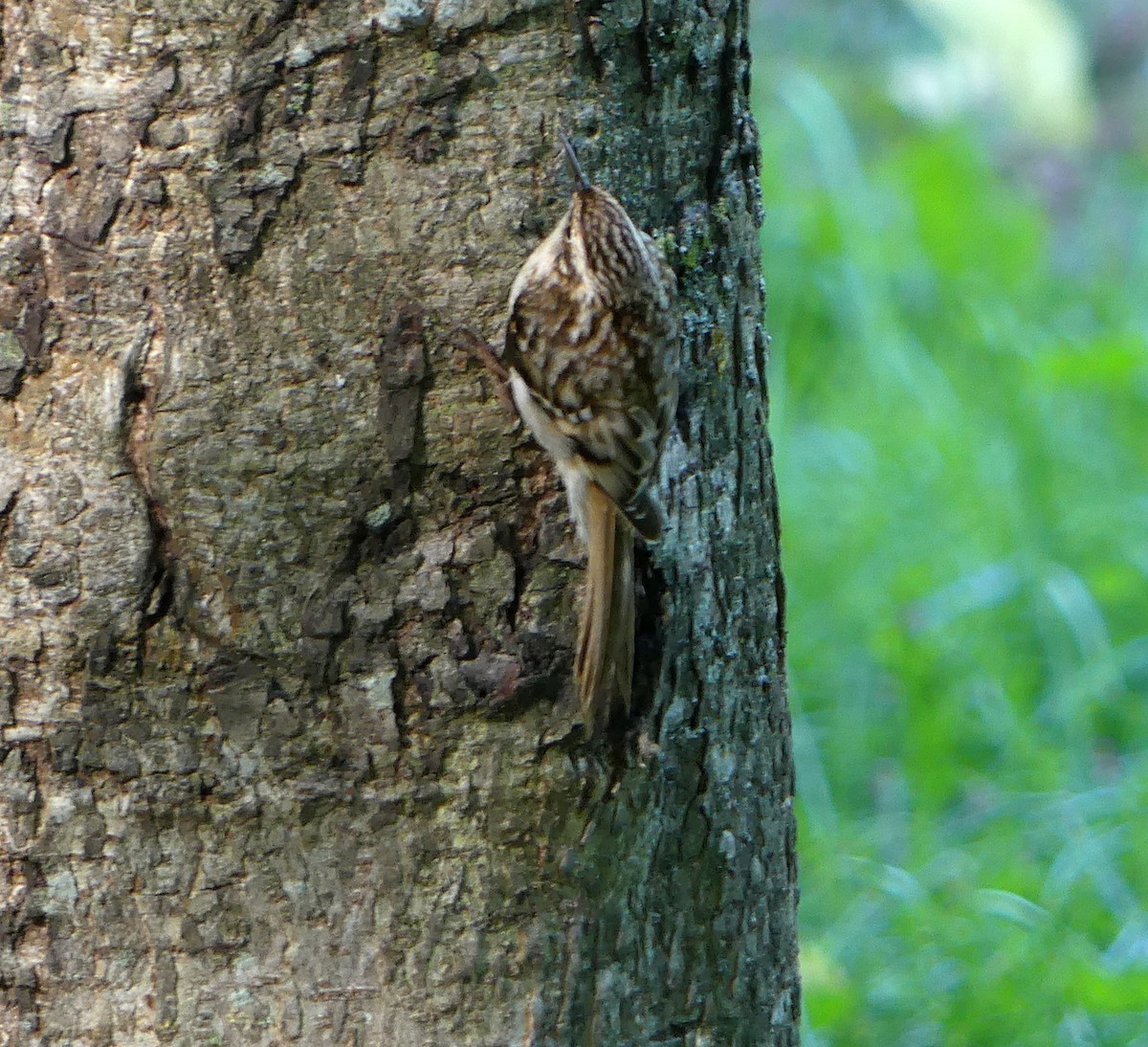 Brown Creeper - ML380416171