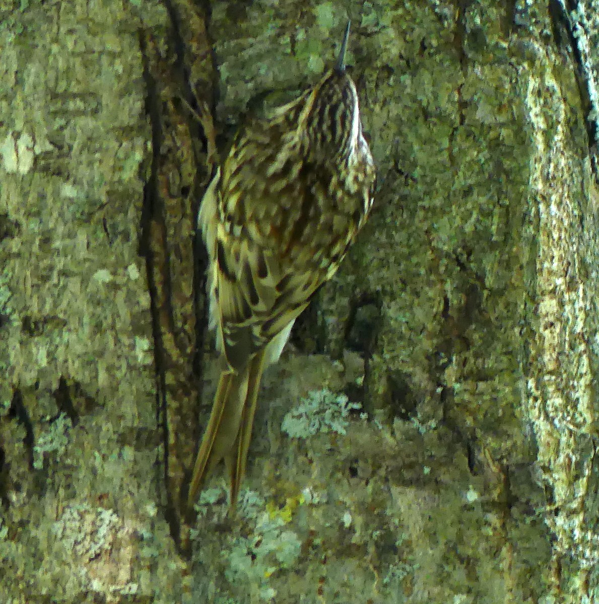 Brown Creeper - ML380416271