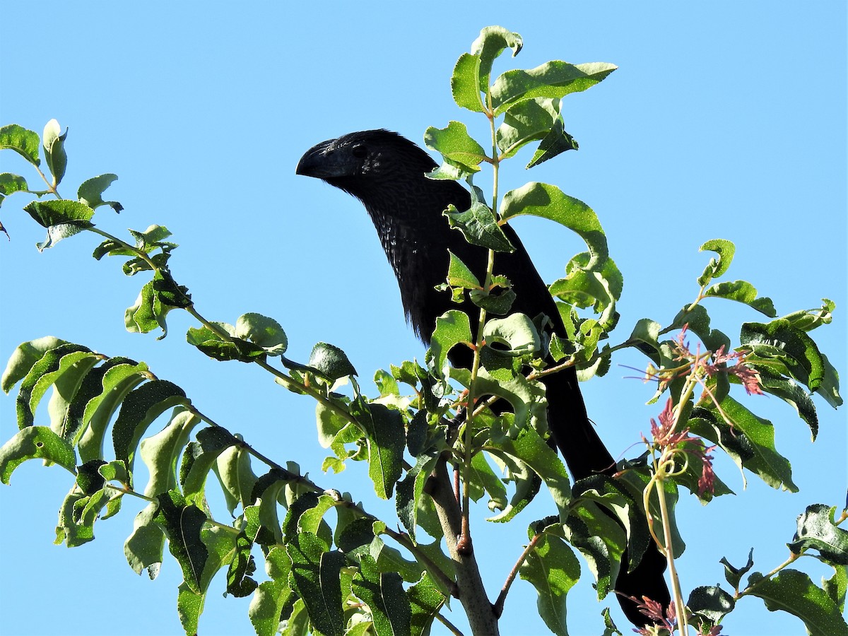 Groove-billed Ani - Lucy Jacobson